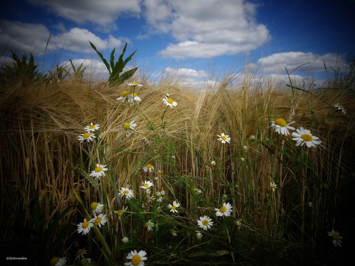 Zeitwunden's tweet image. 