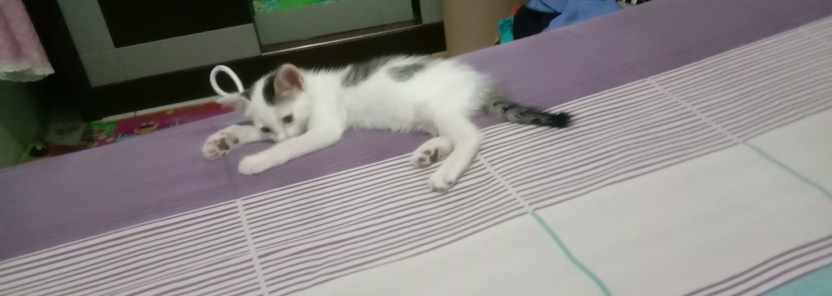 Gaya Minta uang jajan 😁🤭

#meong