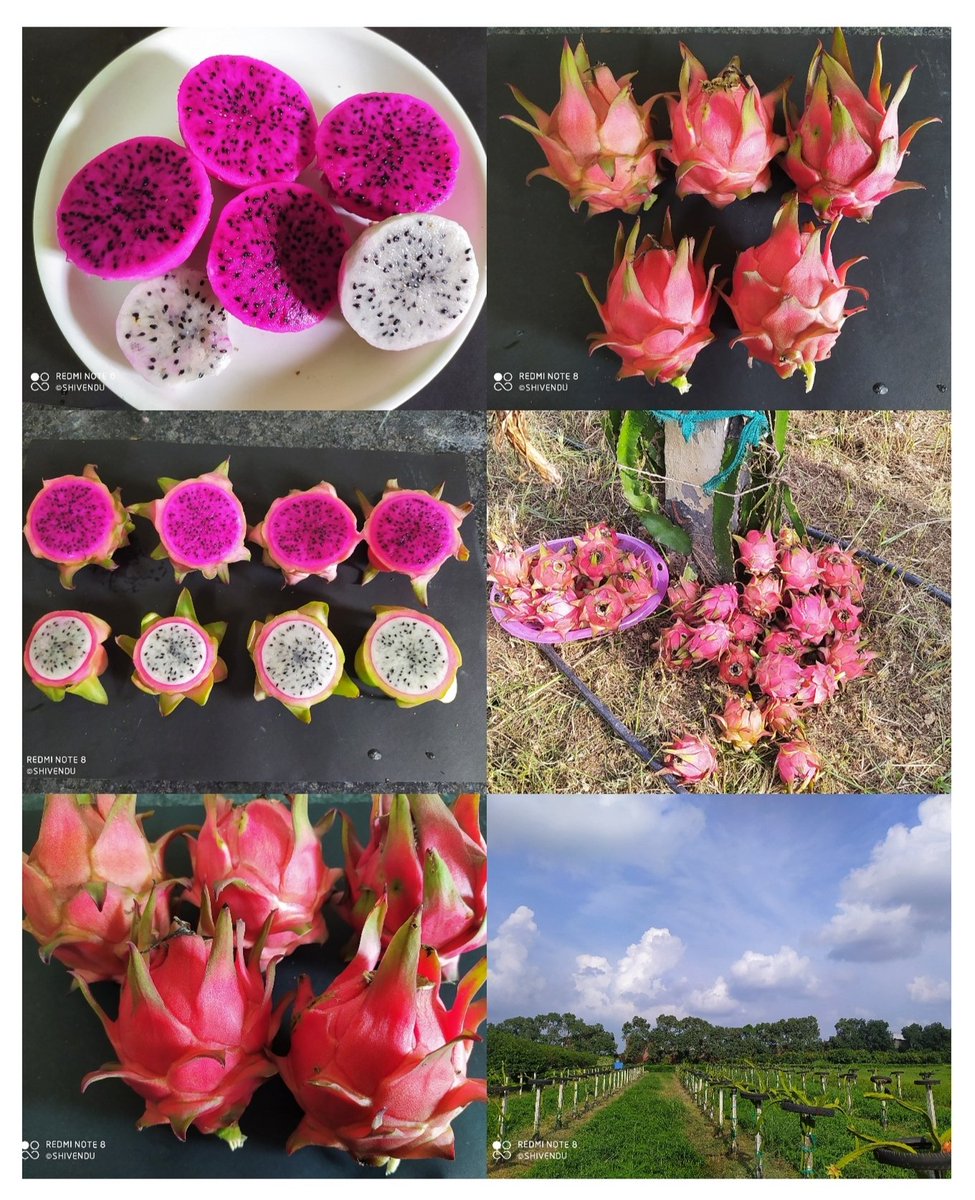 shivenduhry's tweet photo. Good quality Dragon Fruits #Centre For Subtropical Fruits, Ladwa, Kurukshetra  @hortharyana @horticulturehry @AgriGoI https://t.co/3B0CGpSgWJ