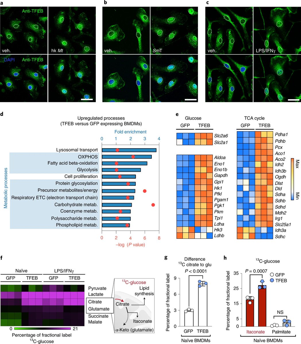 Immunometabolism Network tweet media