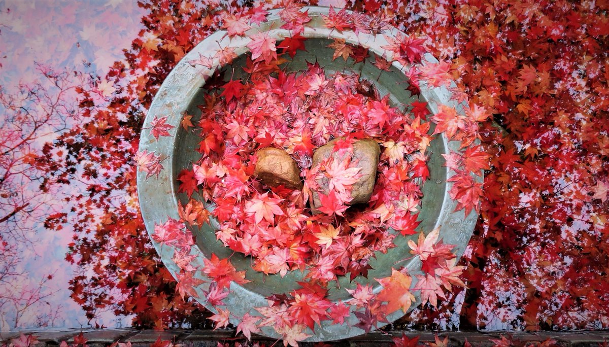 RDSalem's tweet photo. Thanks to the PhotoPlace Gallery (Middlebury, Vermont) and juror Jeff Curto for including my photo "Japanese Maple" for its "Color" exhibition. See the lovely works online at https://t.co/rDsMXB7tYB https://t.co/S1KpjILYdp