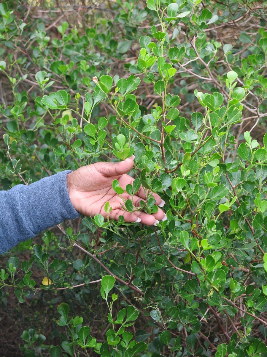 Happy #BlackBotanistsWeek2022 🌳

Signing the register for #BlackBotanistsRollCall.
I'm Bongekile Zwane, PhD, and I study woody plants both contemporary and archaeological.

Looking forward to being part of #BlackBotanistsWeek! #Botany2022