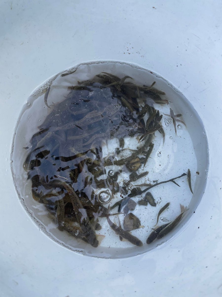 kevinnesme21's tweet photo. Sauvetage de #Poissons en #cotedor sur la #seine et l’#ource par les bénévoles de l’association la truite Châtillonnaise #secheresse #Bourgogne
@Prefet21_BFC @parc_nat_forets @OFBiodiversite @LaFNPF https://t.co/S9LT5KOCVB