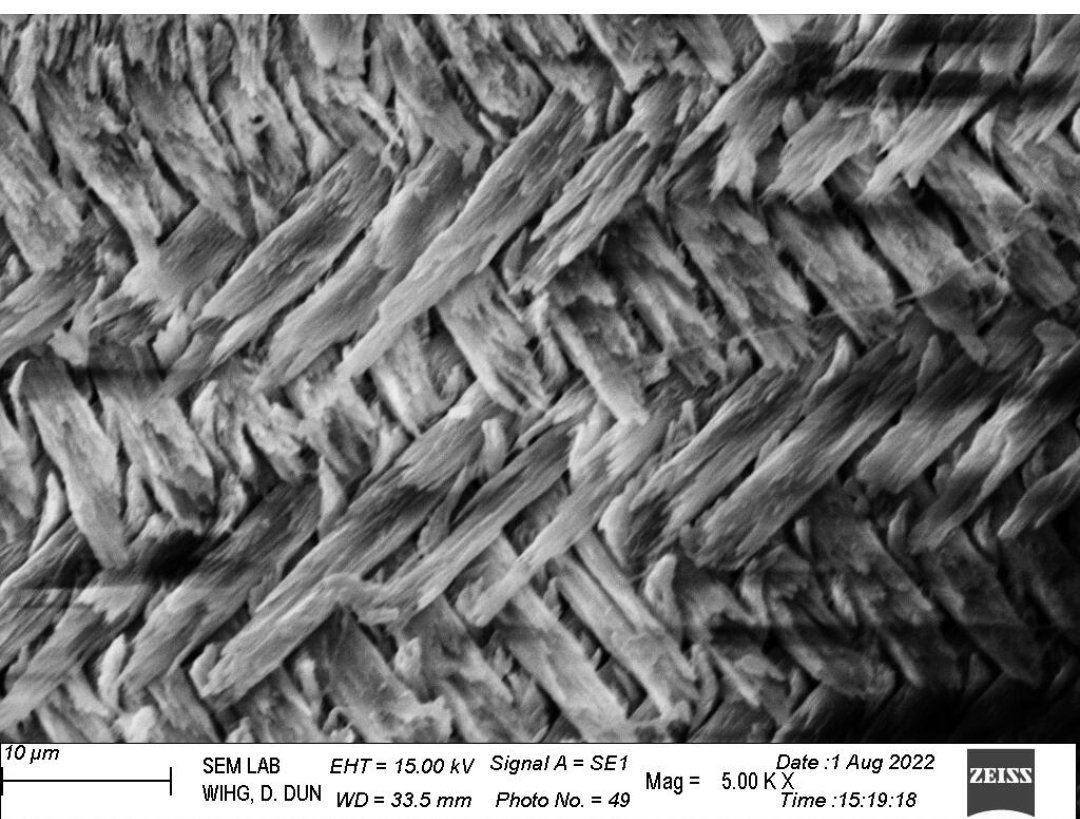 apsgeo002's tweet photo. Siwalik rodent #11-12Ma incisor enamel microstructure
@AsiaPaleofloras #rodent #siwalik #fossil #paleontology #india #SEM #wihg https://t.co/fLEoZwwT5z