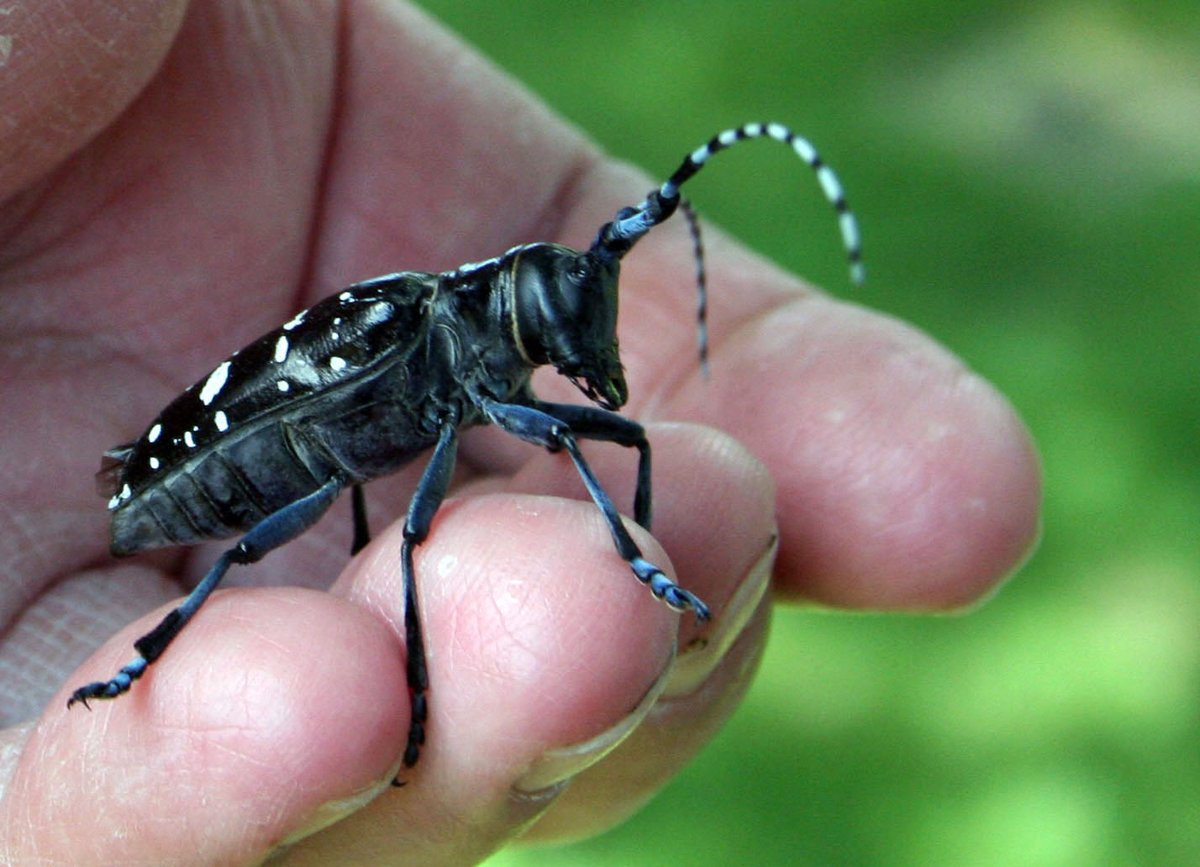 HiawathaNF's tweet image. Happy August, everyone!

August is #TreeCheckMonth, so if you've got trees in your yard, take a few minutes to look for signs of the invasive #AsianLonghornedBeetle, which can cause serious damage to hardwood trees.

Here's a handy quick guide:
aphis.usda.gov/pest-disease/a…