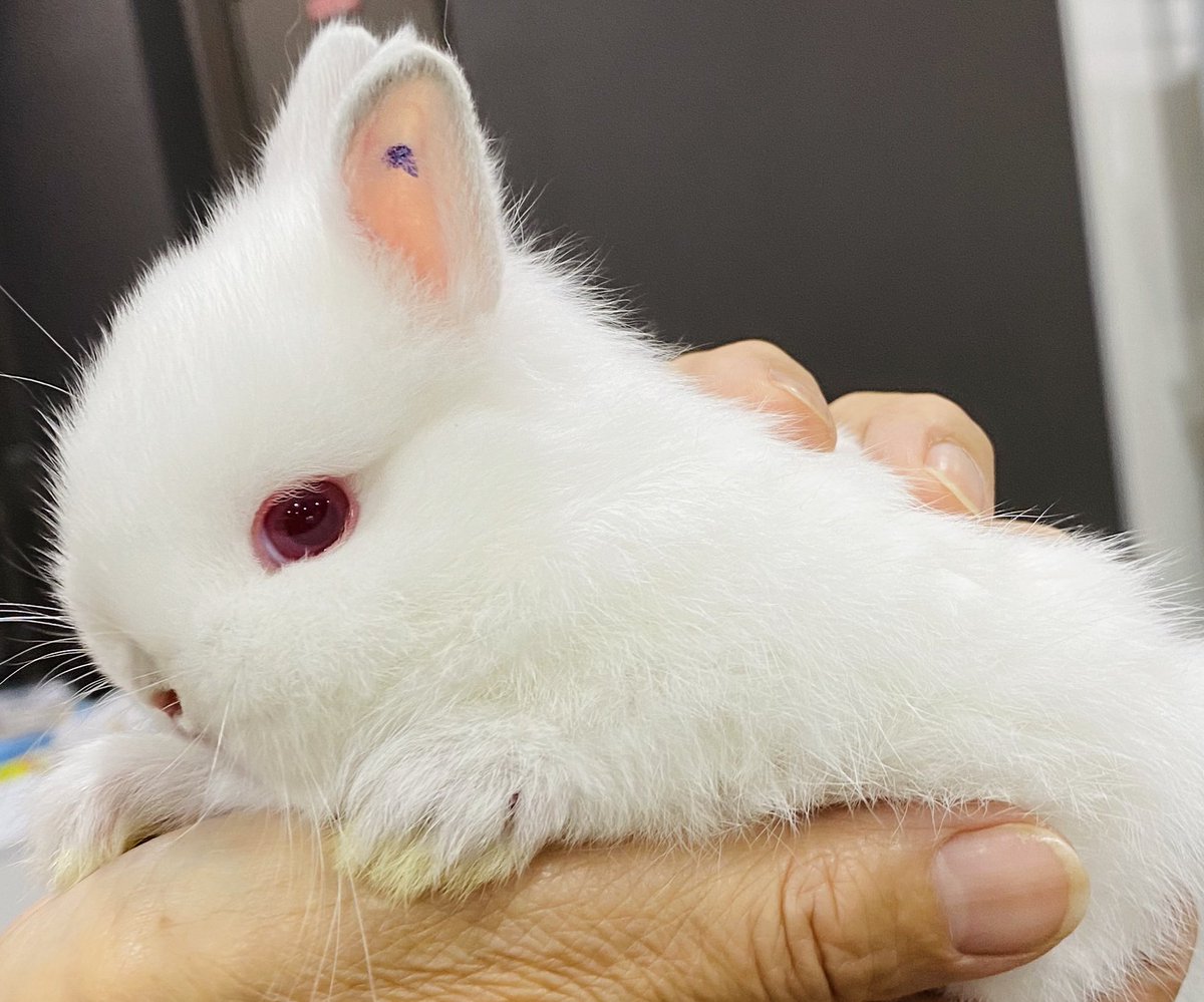 hani_come's tweet photo. うさぎ🐰のベビちゃんツイート見たから、まあうちのベビちゃん時代でも見な(店員さんに抱かれてる🐰) https://t.co/1oXwMZA0CA