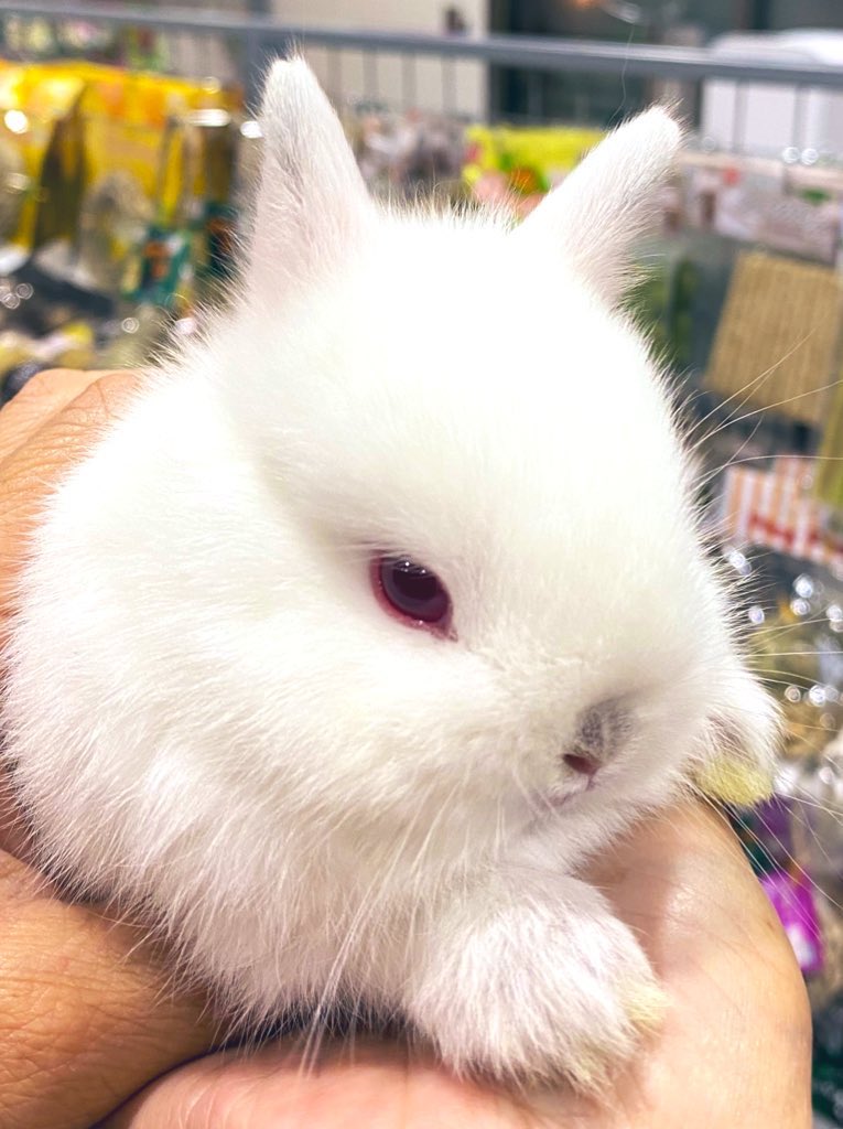 hani_come's tweet photo. うさぎ🐰のベビちゃんツイート見たから、まあうちのベビちゃん時代でも見な(店員さんに抱かれてる🐰) https://t.co/1oXwMZA0CA