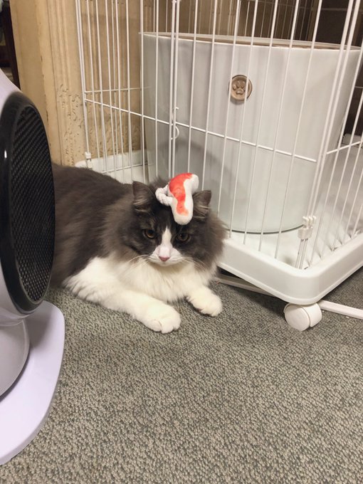 #今日のりおんくん 