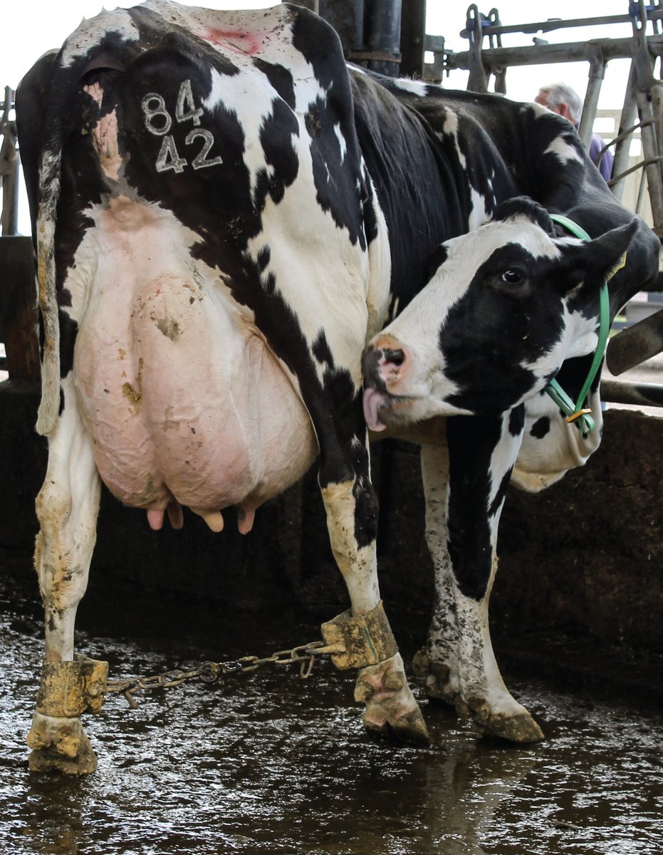 Say NO to the cruel dairy industry. #DitchDairy #GoVegan