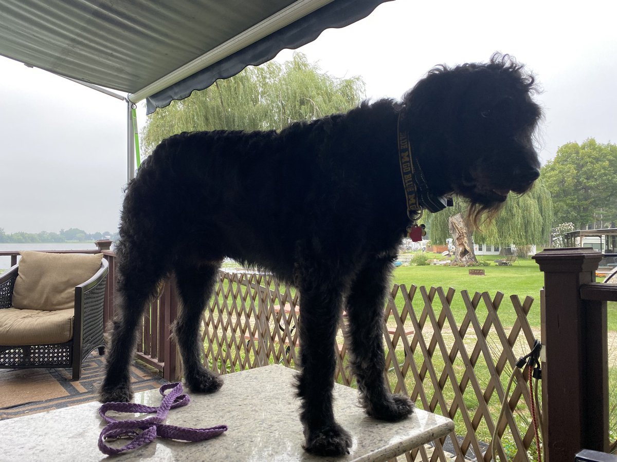 nanamary68's tweet photo. Guarding momma at the camper 😂 #camping #DogsofTwittter #DogsOnTwitter #ziggyboy #myhappyplace #mybestie https://t.co/sPtTngG2Xr