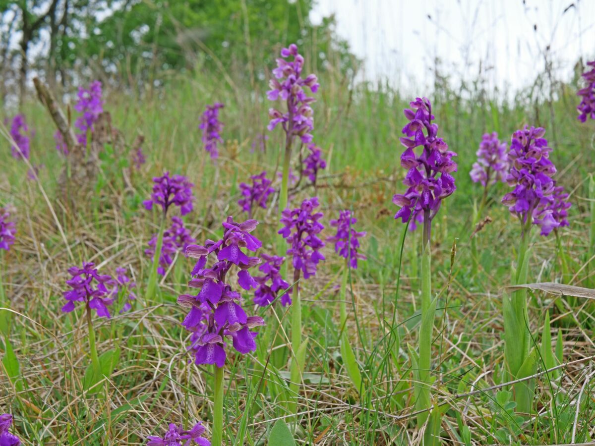 Wild horses save endangered orchids. Both in nature reserves and in a national park: eurowildlife.org/news/wild-hors…
#europeanwildlife #exmoorponies #exmoorpony #conservation #orchid