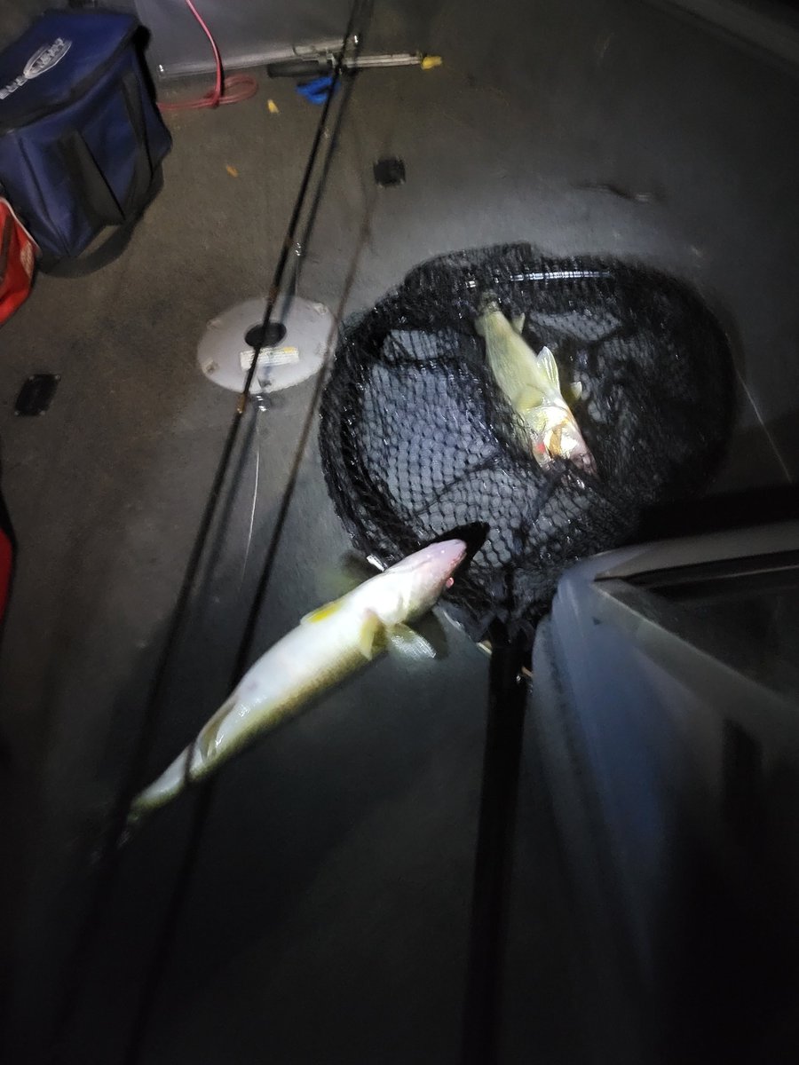 Boho_Studio's tweet photo. Watched a perfect #LakeErie sunset then doubled up after dark with 2 fat #walleye ended the night with 7 beauties. Couldn't ask for nicer ending 👍🎣✌️ #gofishing #stickbaits #reefrunner https://t.co/vLrbpHrFmp