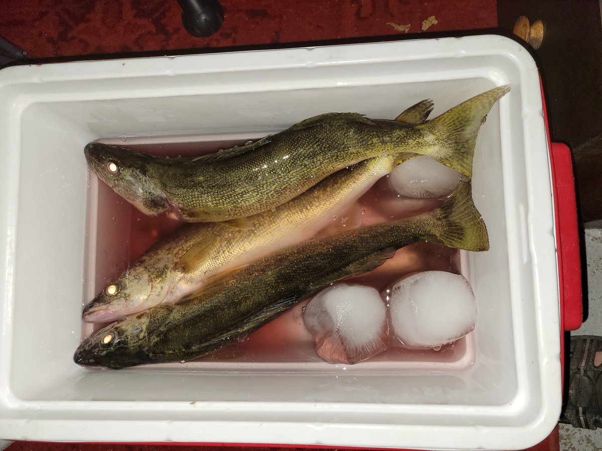Boho_Studio's tweet photo. Watched a perfect #LakeErie sunset then doubled up after dark with 2 fat #walleye ended the night with 7 beauties. Couldn't ask for nicer ending 👍🎣✌️ #gofishing #stickbaits #reefrunner https://t.co/vLrbpHrFmp