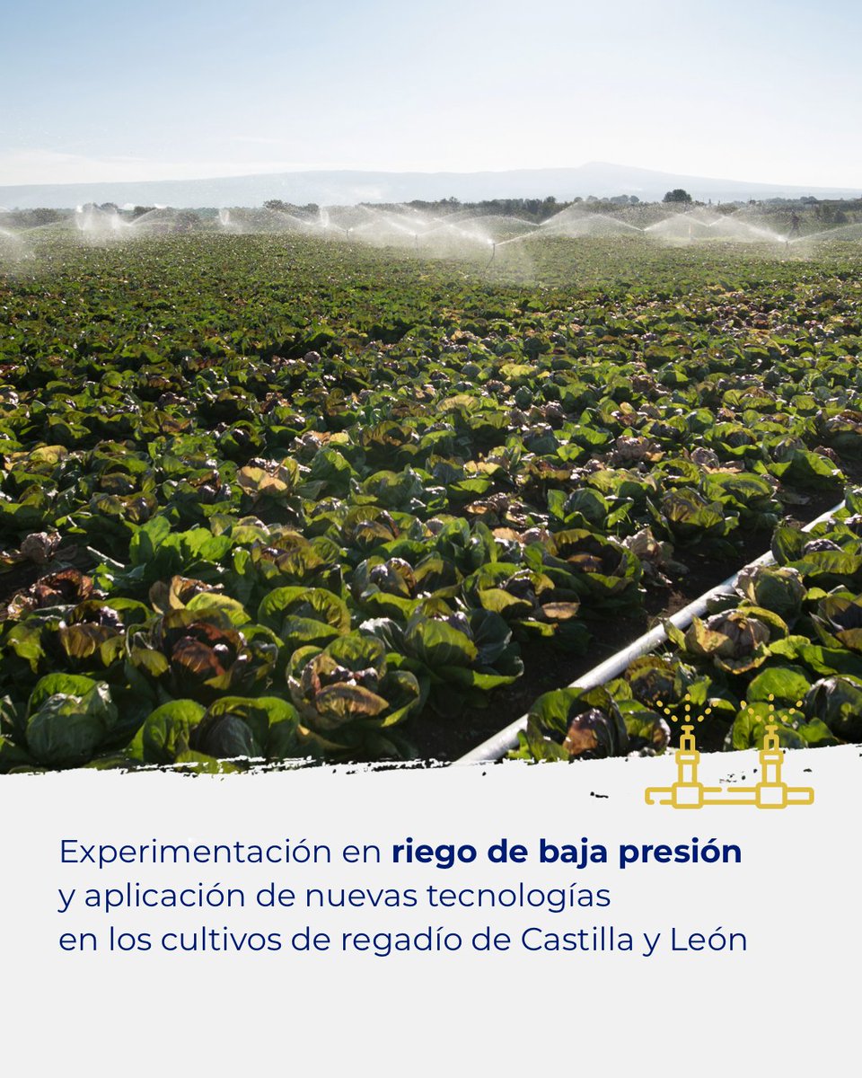 RegaberSA's tweet photo. Regaber participa en la experimentación en riego de baja presión y aplicación de nuevas tecnologías en los cultivos de regadío de Castilla y León 🌱
Conoce más sobre este nuevo proyecto en: https://t.co/VePjf3N9gq https://t.co/1H13wFPyyu