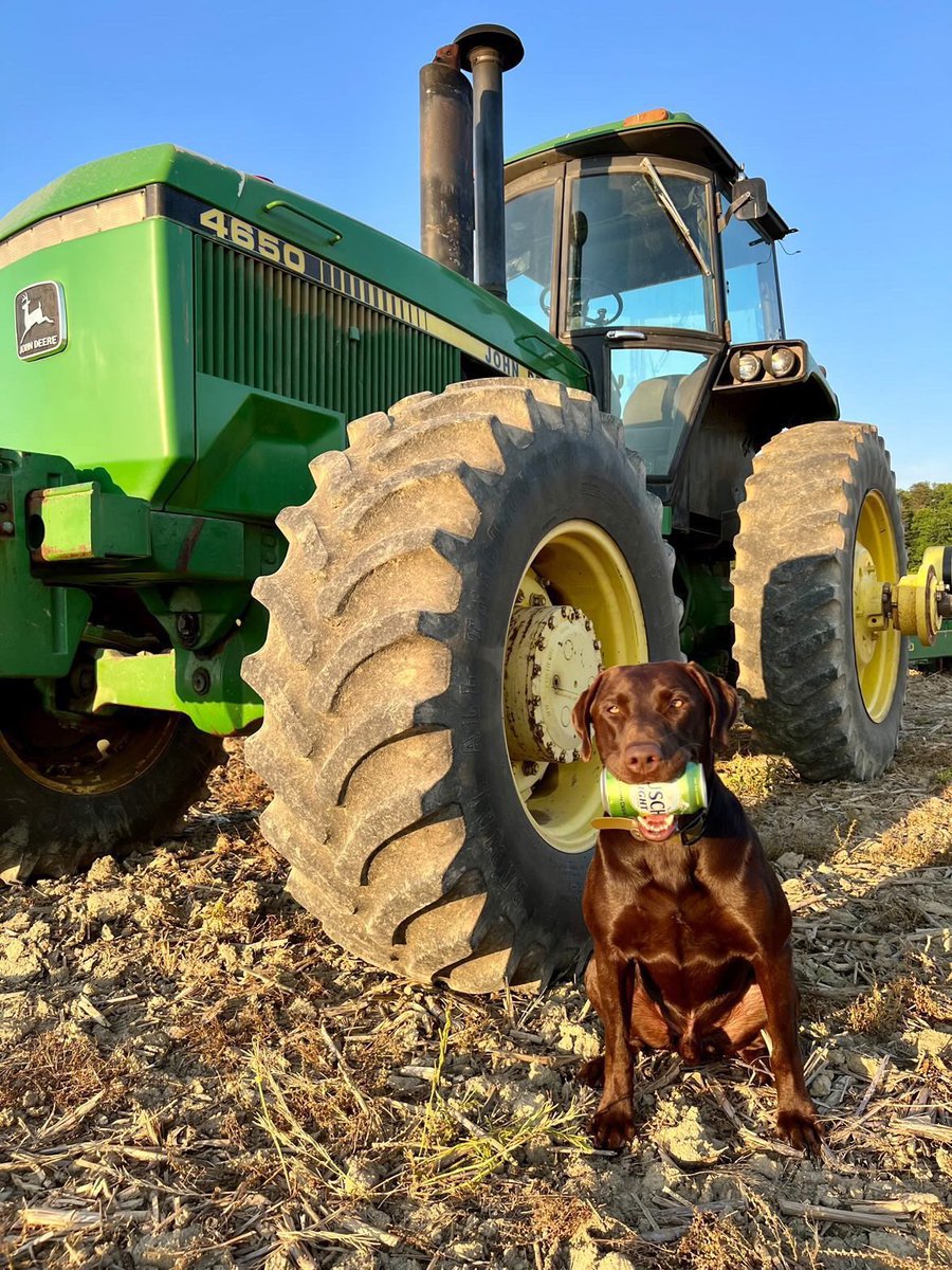WhiskeyRiff's tweet photo. Farm pup https://t.co/NfyDQRjFQz