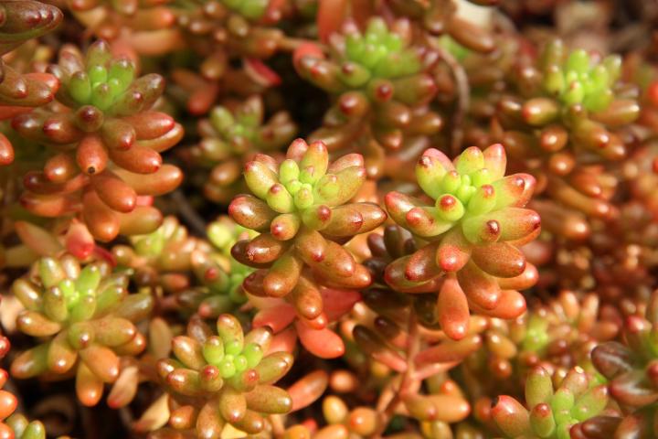 fullerandthomas's tweet photo. Just having a little look at different plants used in sedum, for green roofs and come across these pretty plants. #fullerandthomas #loveconstruction #sedum #greenroof #lungsofearth #landscaping #livingroof https://t.co/tgQfFMP0pk