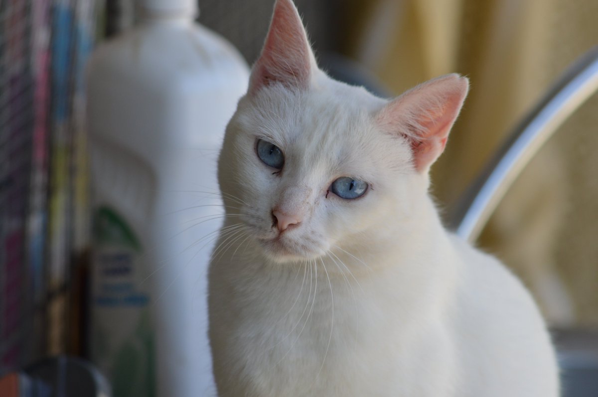 #CELESTE

¿Qué tramará con esa cara?👀

Está gatita blanca de ojos azules es pequeñita😍
Celeste ama que la cepillen, ¡no nos perdona su cepillado diario! 🤣.

Para #ACOGER o #ADOPTAR a Celeste ⬇️
📩gatos@elrefugioescuela.com
🌐elrefugioescuela.com/la-gata-celeste

#adopta #sevilla #gatos