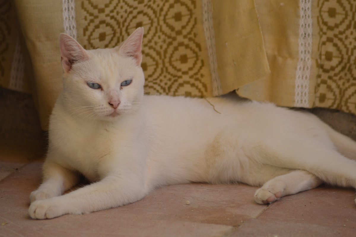 refugioescuela's tweet photo. #CELESTE

¿Qué tramará con esa cara?👀

Está gatita blanca de ojos azules es pequeñita😍
Celeste ama que la cepillen, ¡no nos perdona su cepillado diario! 🤣.

Para #ACOGER o #ADOPTAR a Celeste ⬇️
📩gatos@elrefugioescuela.com
🌐https://t.co/WRR9jU19U3

#adopta #sevilla #gatos https://t.co/4Pj99mB6tY