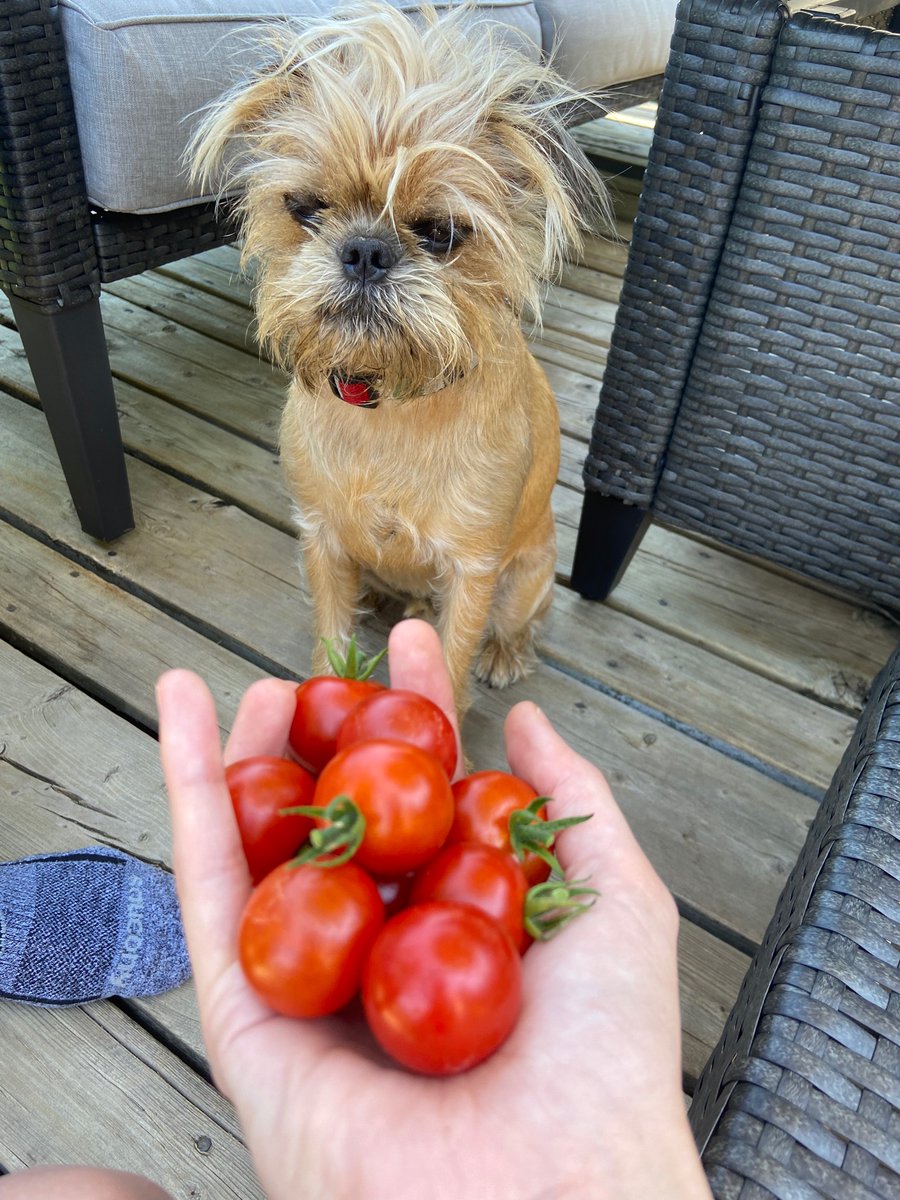 First crop of cherry tomatoes! Tough crowd.