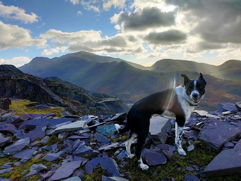 Julia Jones (@juliapgjones) on Twitter photo If there are conservation scientists/biologists/zoologists following you please share. We are advertising 5 (yes 5!) permanent positions <a href="/BangorUni/">Bangor University</a>. Such a great place to live & work: Snowdonia is perfect for field teaching & personal adventures 🧵
jobs.bangor.ac.uk/details.php.en… If there are conservation scientists/biologists/zoologists following you please share. We are advertising 5 (yes 5!) permanent positions <a href="/BangorUni/">Bangor University</a>. Such a great place to live & work: Snowdonia is perfect for field teaching & personal adventures 🧵
jobs.bangor.ac.uk/details.php.en…