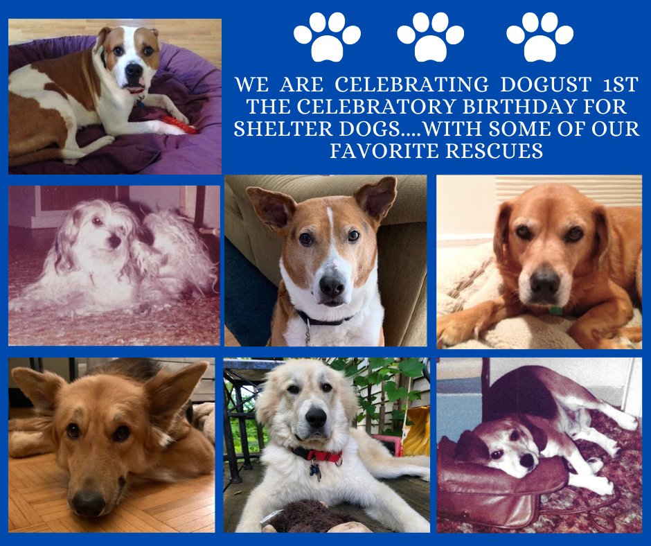 <a href="/HORIZONHOTELS/">HORIZON HOTELS LTD</a> IS CELEBRATING #Dogust1st WITH SOME OF OUR FAVORITE RESCUES!
#adopt #rescuedog #spca #humanesociety