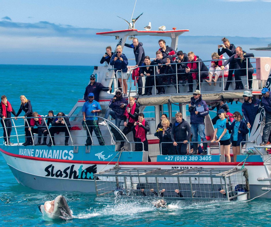 Marine Dynamics tweet media