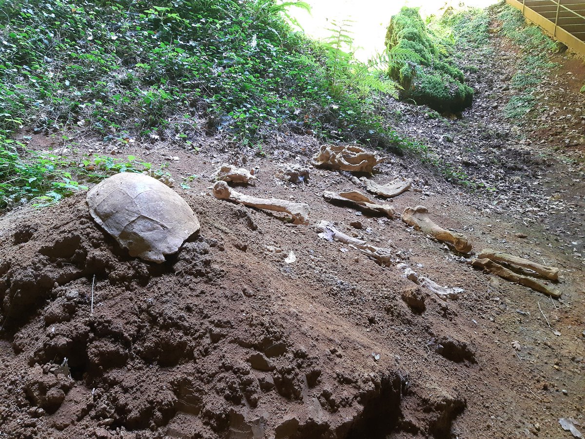 MNicolayCab's tweet photo. Remonter le #Lot, remonter le temps
- 2 500 à - 5 800 ans, #dolmens néolithiques #Prayssac 
- 29 000 ans, grotte du #PechMerle 🦣🐴🖐
- 26 à - 52 millions, les animaux du passé aux #Phosphatières du Cloup d'Aural🦥🐅
- 150 millions d'années, la #plageauxptérosaures

Epoustouflant https://t.co/NUhG3pb8uz
