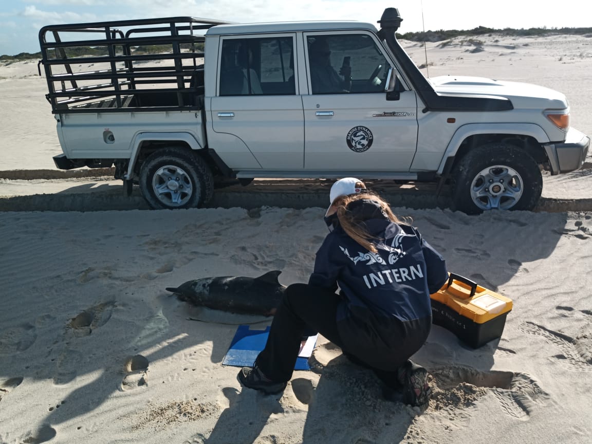 Marine Dynamics tweet media