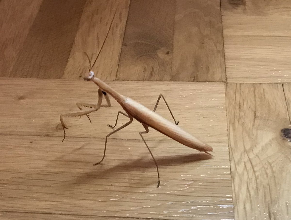 #insektenzählen Die war gerade im Wohnzimmer zu Besuch. Zählt die Doppelt, bei der Größe? Sohn nennt sie Albino-Gottesanbeterin, <a href="/waldraeubers/">tired megafauna</a> weißt du mehr?