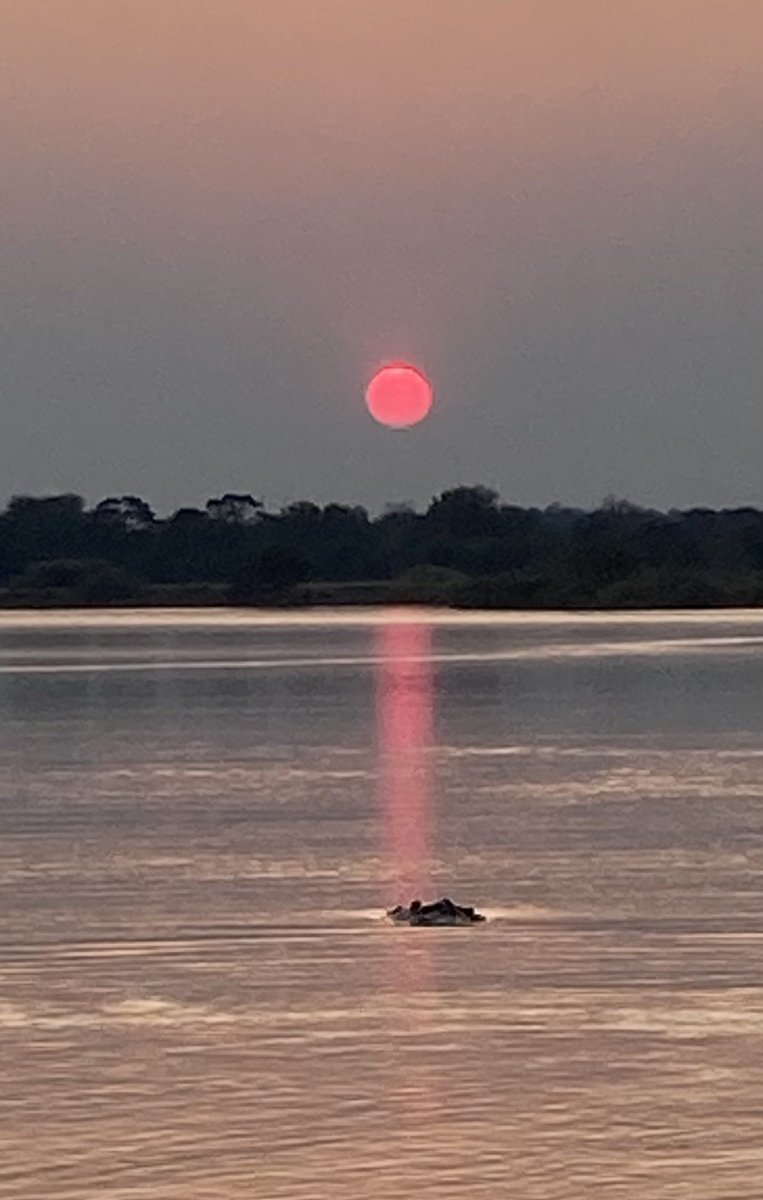 JohnSimpsonNews's tweet photo. Evening swim of a hippo, Okavango River, north-eastern Namibia. https://t.co/Po4Gu7KcLC
