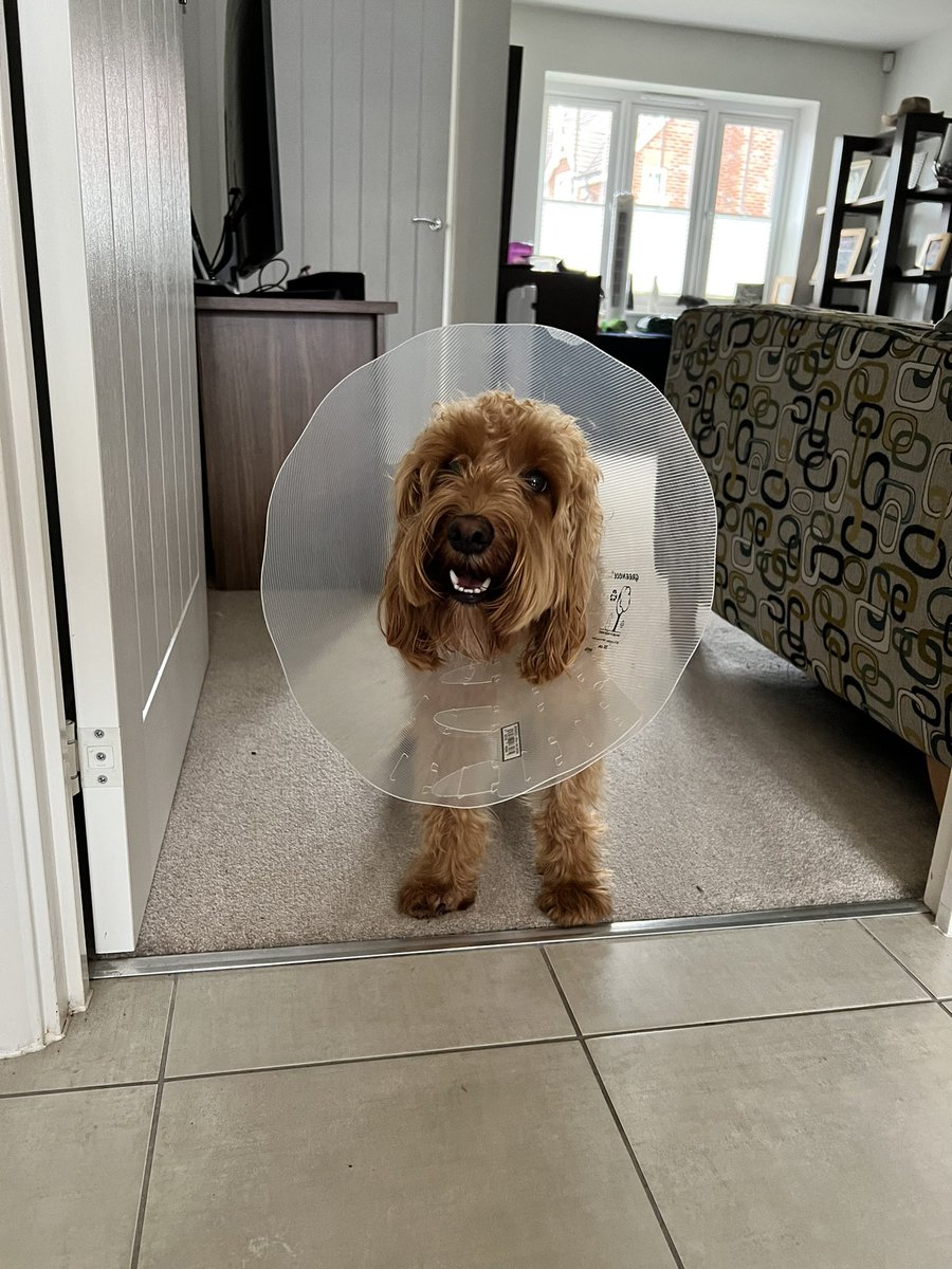 emabob79's tweet photo. The little fella has his first cone of shame.. he’s not impressed! #sorepaw https://t.co/1MZugV6FJx