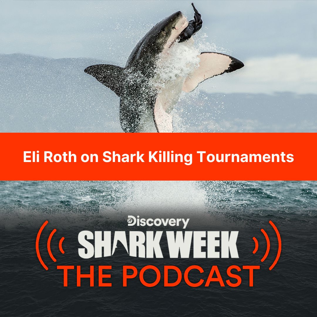 Discovery on Twitter "RT SharkWeek Want to help put an end to shark