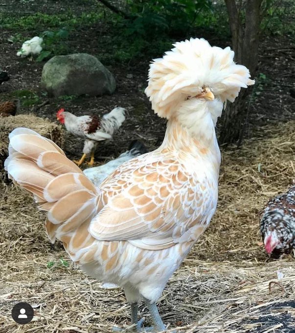 " Twîna My husband tuonire CBC nî very shambolic so we decided tûtware aa Kelvin Brookhouse, taimagine tûrîhaga mirioni igîrî na nuthu tamu, it's very manageable "