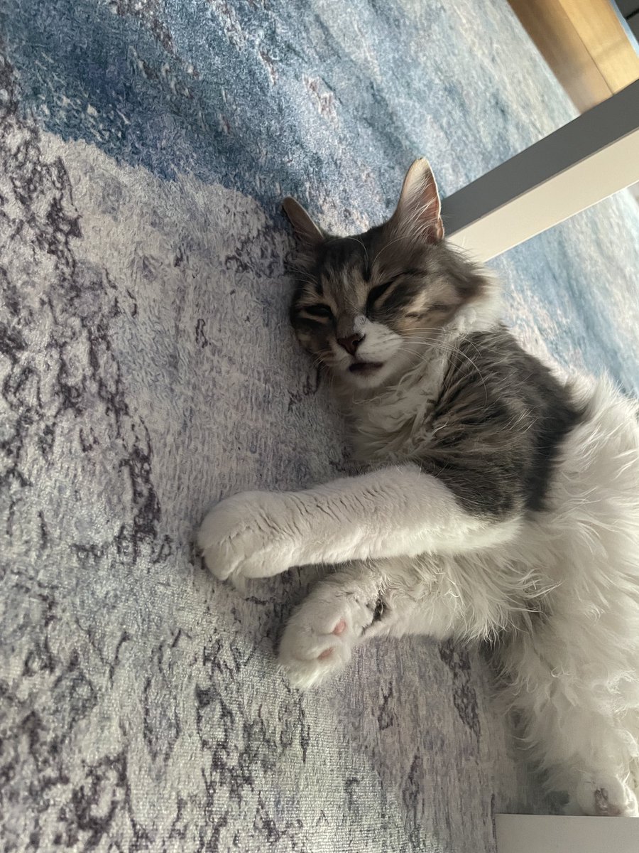 Ağzın da açık uyumazsın be Pamuk’um 😸