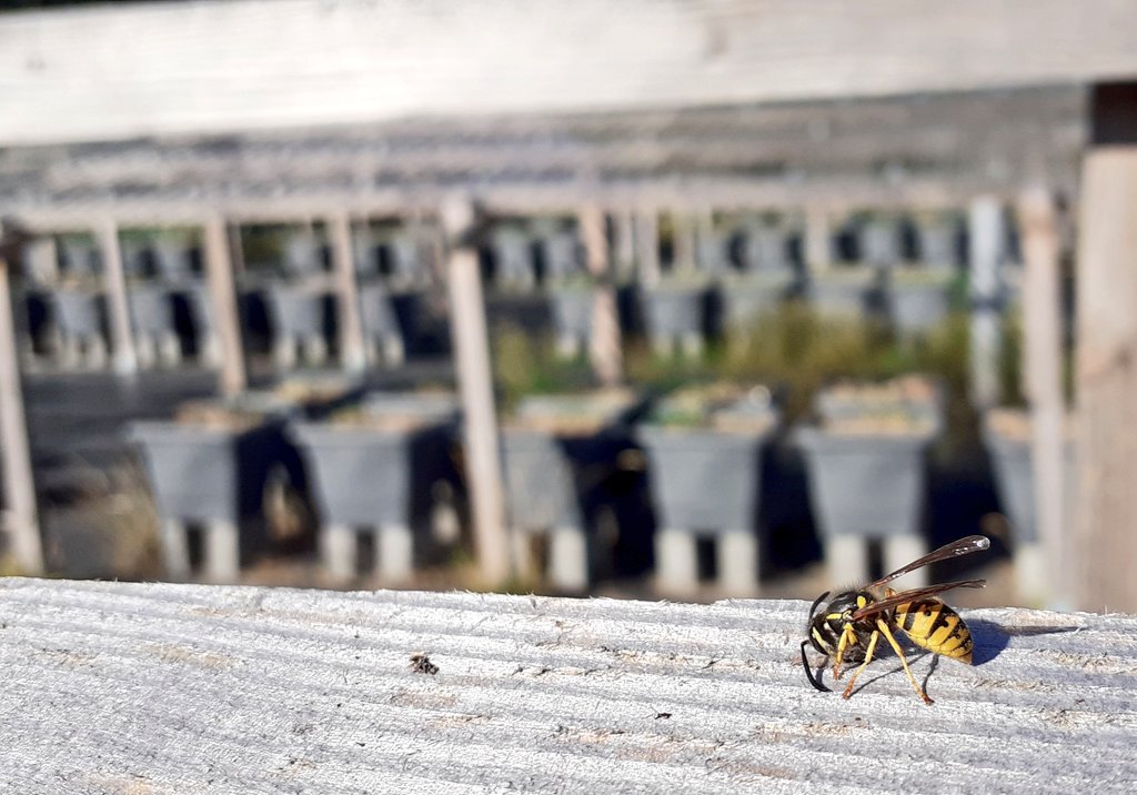 I get many tiny visitors when working outside on my #drought experiment. As much as I dislike them on my food or in my drinks, wasps are such beautiful, fascinating creatures!