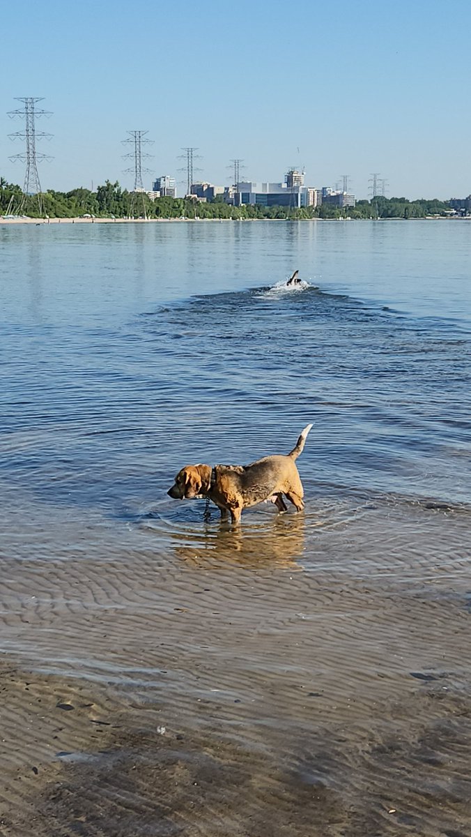 roguerobinson's tweet photo. Good day for a beach day π ππβ±οΈπΆπ₯ hope yall are enjoying the holiday #holiday #August2022 #August1st #CivicHoliday #beach #beachday #DogsofTwittter #lakeont https://t.co/ikqjbait9h