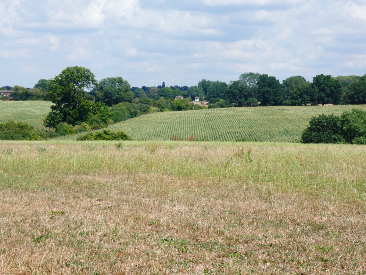 A taste of the countryside on section 13 of the #LondonLoop near Harefield.