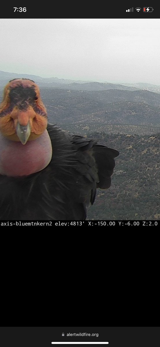 san_surname's tweet photo. Another #CaliforniaCondor from the Blue Mtn Kern2 camera. These #FireCamBirds are amazing!

https://t.co/Oszk1t0lhi

@FireCamBirds https://t.co/wviiHCwcjw