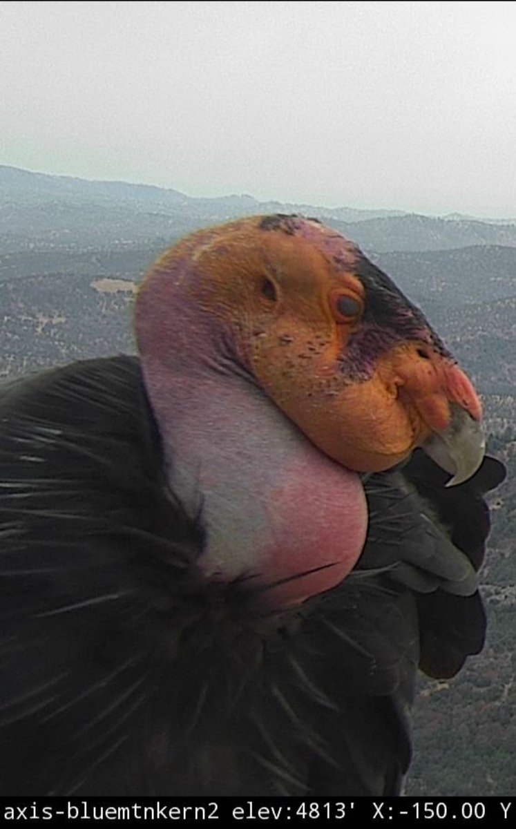 san_surname's tweet photo. Another #CaliforniaCondor from the Blue Mtn Kern2 camera. These #FireCamBirds are amazing!

https://t.co/Oszk1t0lhi

@FireCamBirds https://t.co/wviiHCwcjw