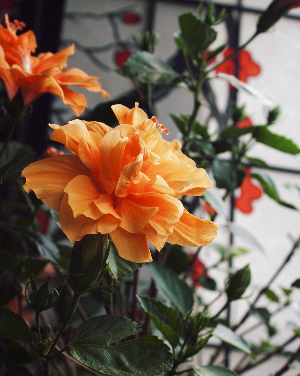 RooBendlin's tweet photo. 🧡🧡🧡

•
#potd #canonphotography #Canon #flowerphotography #VSCO https://t.co/WwFiKG0gOx