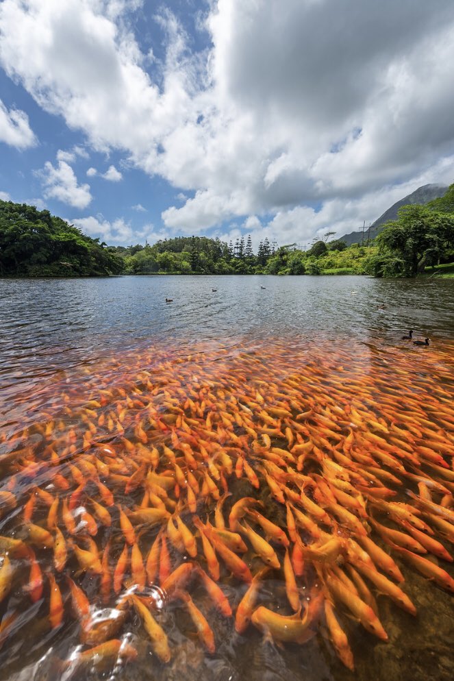 Brandon Yoshizawa tweet media