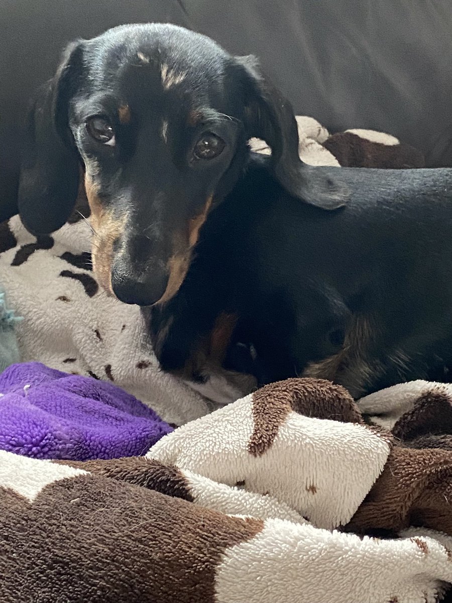 CSausagedogs's tweet image. Bonnie is coming home ❤️