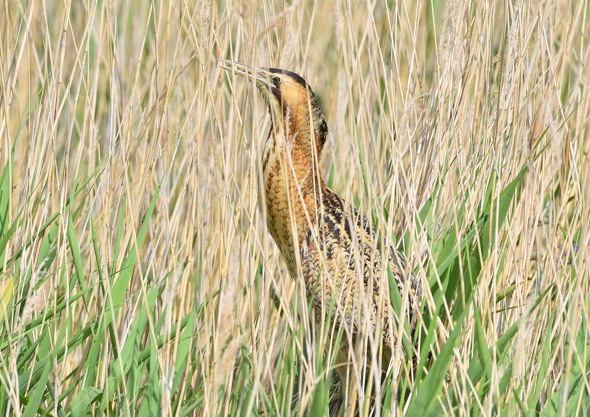 GLNPnature tweet picture