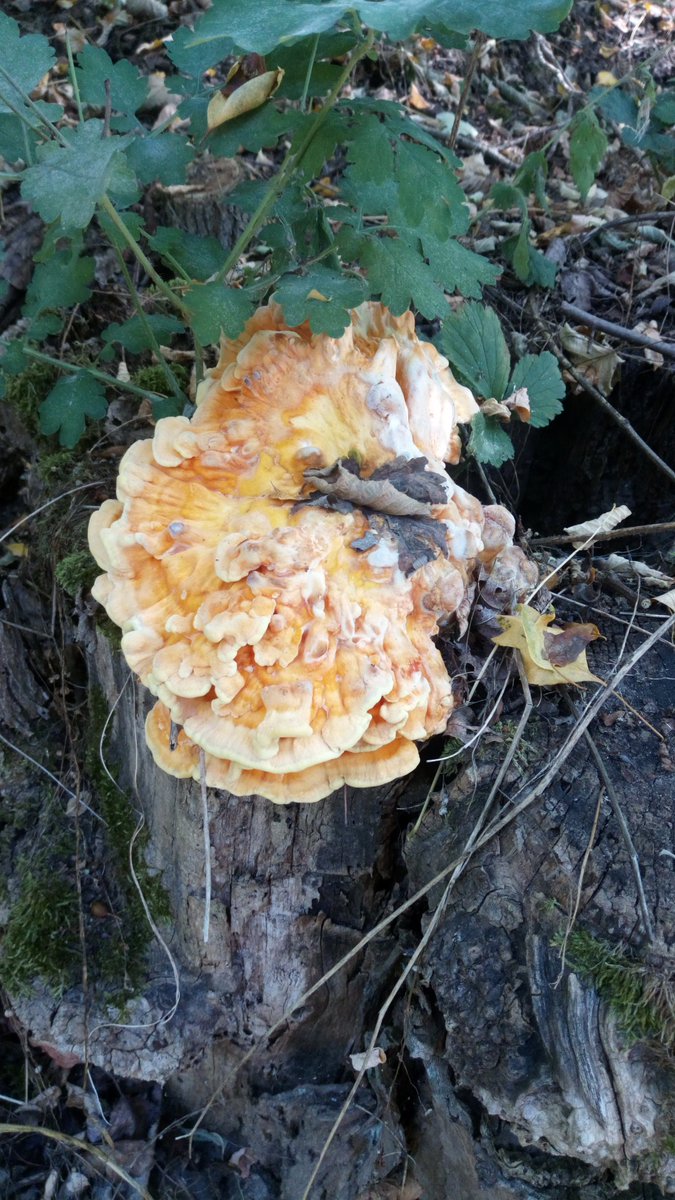 There is always a chance to find a fresh CotW, even when it' s dry. Happy #MushroomMonday 🍄 #Pilze #Mushroom #Fungi #Schwefelporling #LaetiporusSulphureus #ChickenoftheWoods