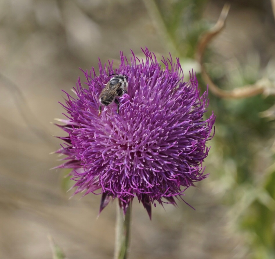 SpecialEdSpot's tweet photo. I LOVE nature! Anything landscape, floral and the animals that live in them or on them. 
What do YOU love? I'd love to hear. 
Let me know in the comments. https://t.co/px6KBzCqUs