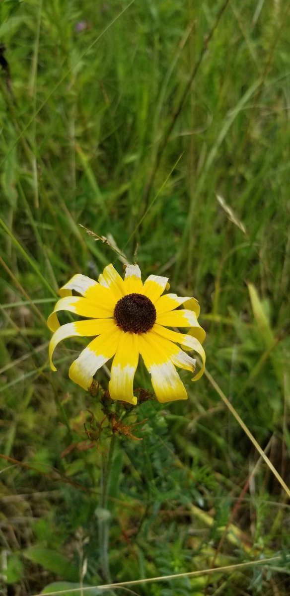 writefrommygut's tweet photo. Sharing a few photos from a nature walk I took with family and friends yesterday.

So much I would have missed if I didn't take the time to STOP and enjoy the beauty surrounding us.

#journaling
#nature
#beinnature https://t.co/sDxbR0an3t