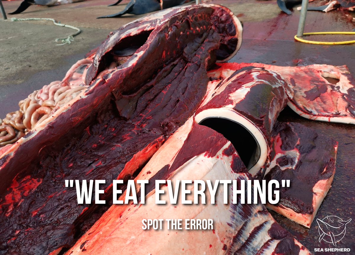 𝗦𝗣𝗢𝗧 𝗧𝗛𝗘 𝗘𝗥𝗥𝗢𝗥: "We eat everything"
It's a misconception that the Faroese eat everything edible on the dolphins they kill. They don't. This is the end result after butchering a bottlenose dolphin just a few days ago:

Watch a video here: fb.watch/eDzpKw0iPI/