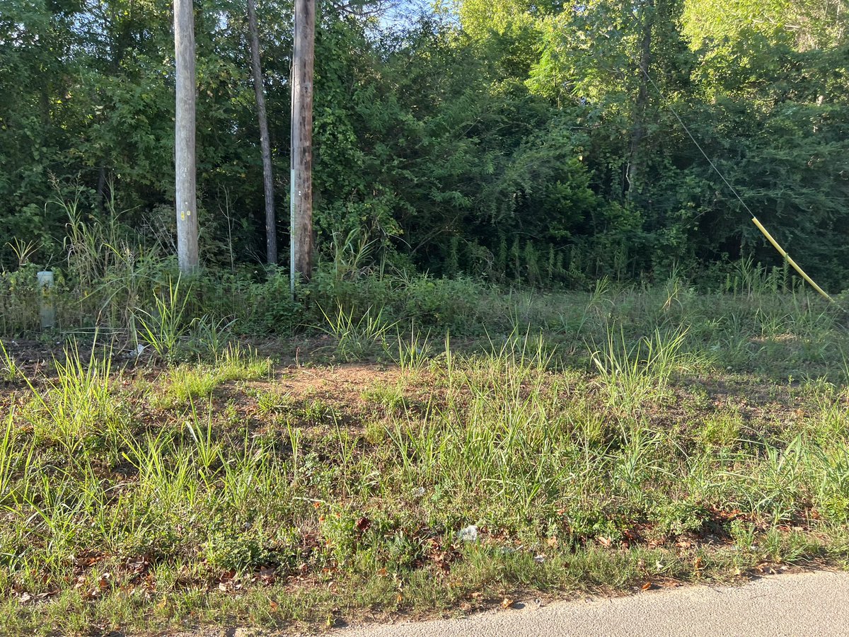 mrmckain's tweet photo. Johnson grass collecting before #CPING @bishnu_adhikar https://t.co/QUq6dGP0La