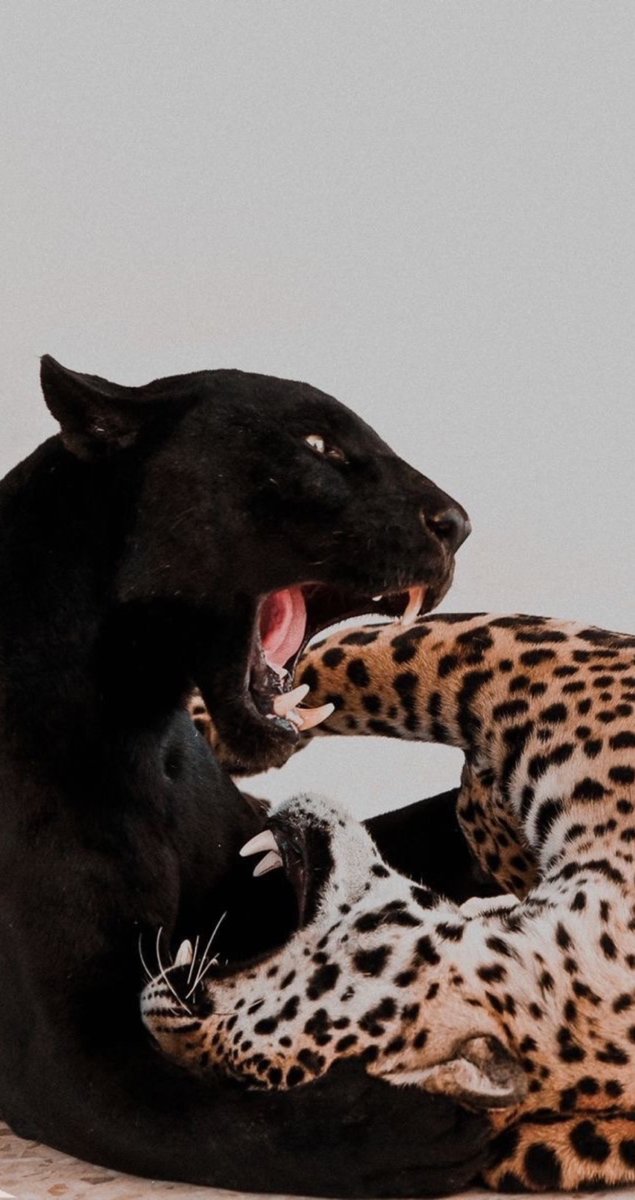 FC CHARVEIN tweet media