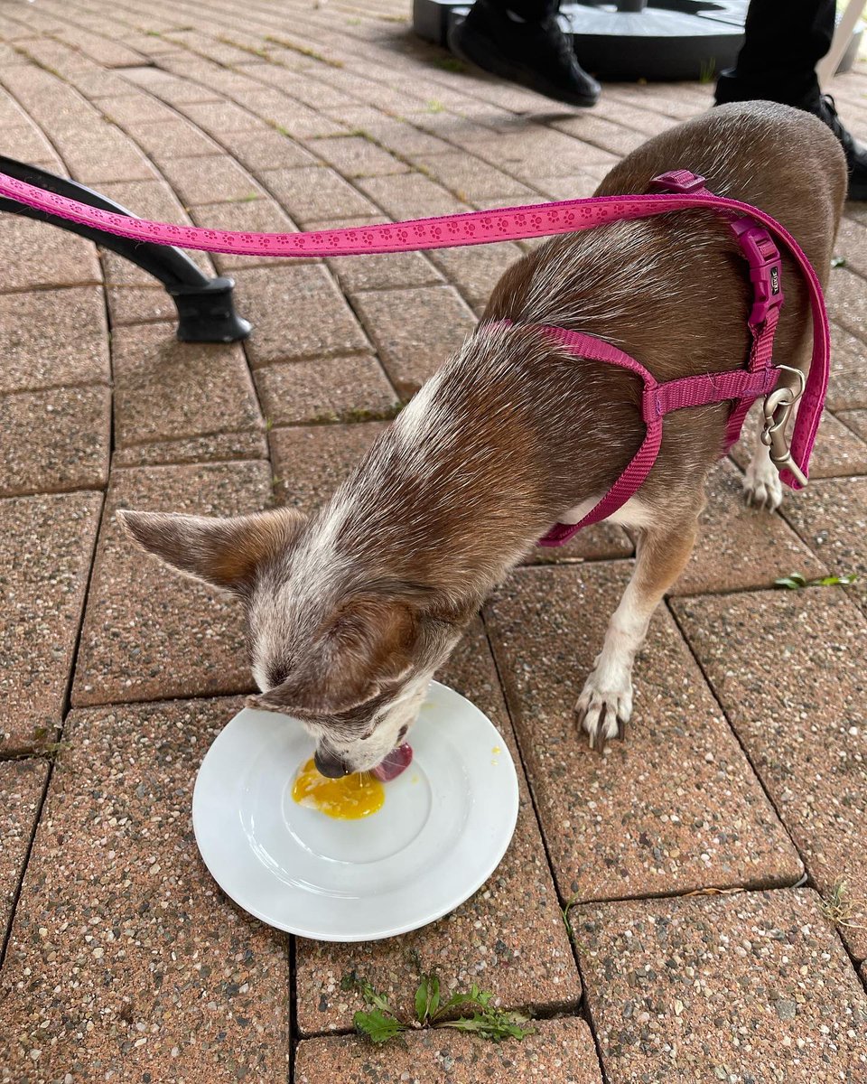 HHSsciteacher's tweet photo. CeCe needed a reward after vet visit to get ready for our Norway trip. 😁 https://t.co/fPefXaCVur